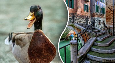 Βρείτε την πάπια στην εικόνα σε 10 δευτερόλεπτα: μόνο λίγοι μπορούν να λύσουν το γρίφο.