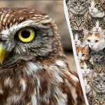 Το 97% των ανθρώπων δεν μπορεί να βρει 3 κουκουβάγιες