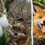 Η οπτική ψευδαίσθηση θα σας δείξει ποιο είναι το IQ