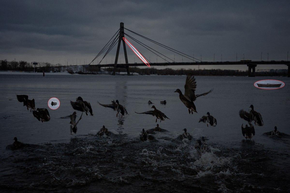 Βρείτε 3 διαφορές στη φωτογραφία με τις πάπιες σε 10 δευτερόλεπτα: εκπληκτικό παζλ