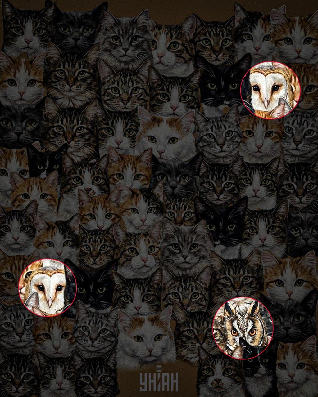 Το 97% των ανθρώπων δεν μπορεί να βρει 3 κουκουβάγιες ανάμεσα σε γάτες σε 10 δευτερόλεπτα: μια εκπληκτική οπτική ψευδαίσθηση