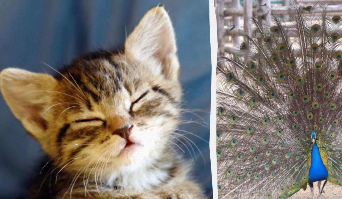 Όλοι βλέπουν ένα παγώνι και μόνο οι άνθρωποι με υψηλό IQ θα βρουν ένα γατάκι σε 10 δευτερόλεπτα: μια παράξενη ψευδαίσθηση.