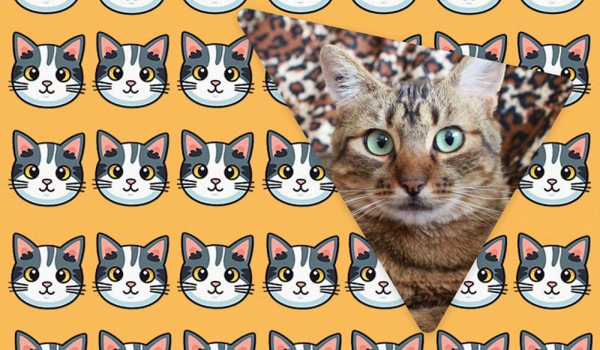 Μόνο άνθρωποι με μεγαλειώδη IQ θα δουν μια παράξενη γάτα σε 11 δευτερόλεπτα: μια εξαιρετική οπτική ψευδαίσθηση